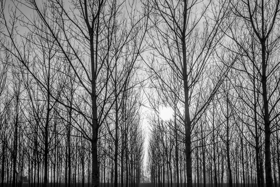 Captivating black and white perspective of barren trees in a serene winter landscape.